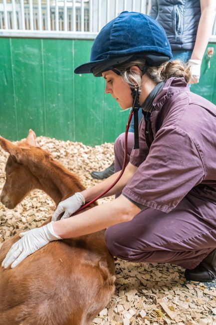 Foal and vet image