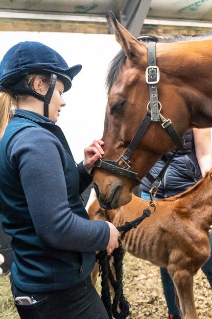 Veterinary nurse with mare