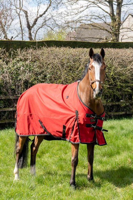 Horse out in paddock